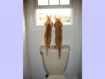 deux chat ssed'eau.jpg